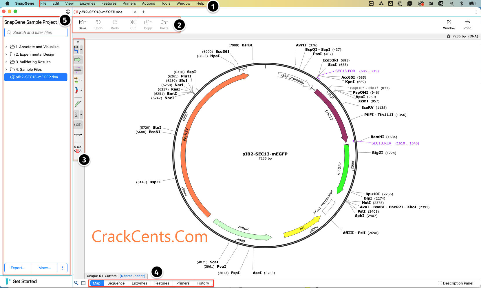 SnapGene Free Download